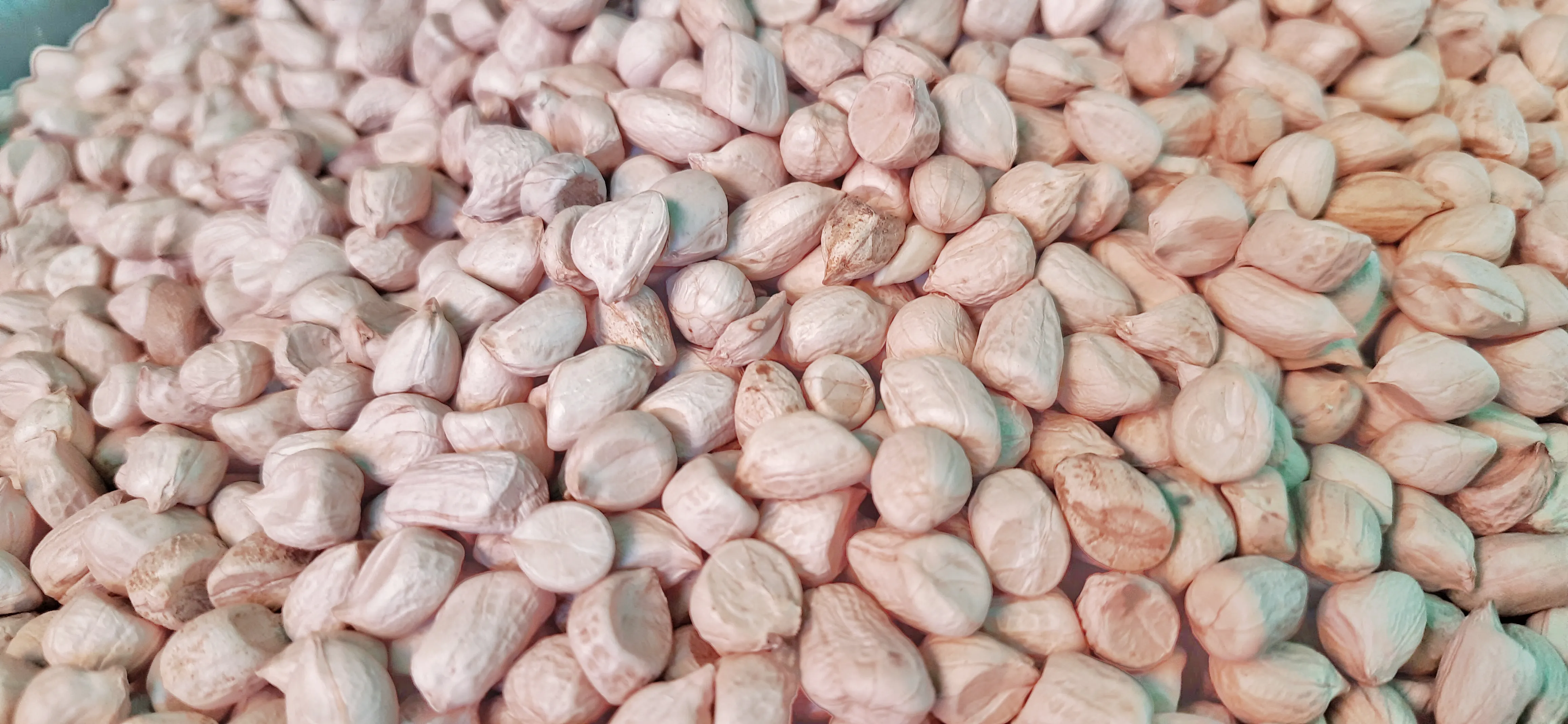 ICGV 15084/ Girnar 4 Peanuts