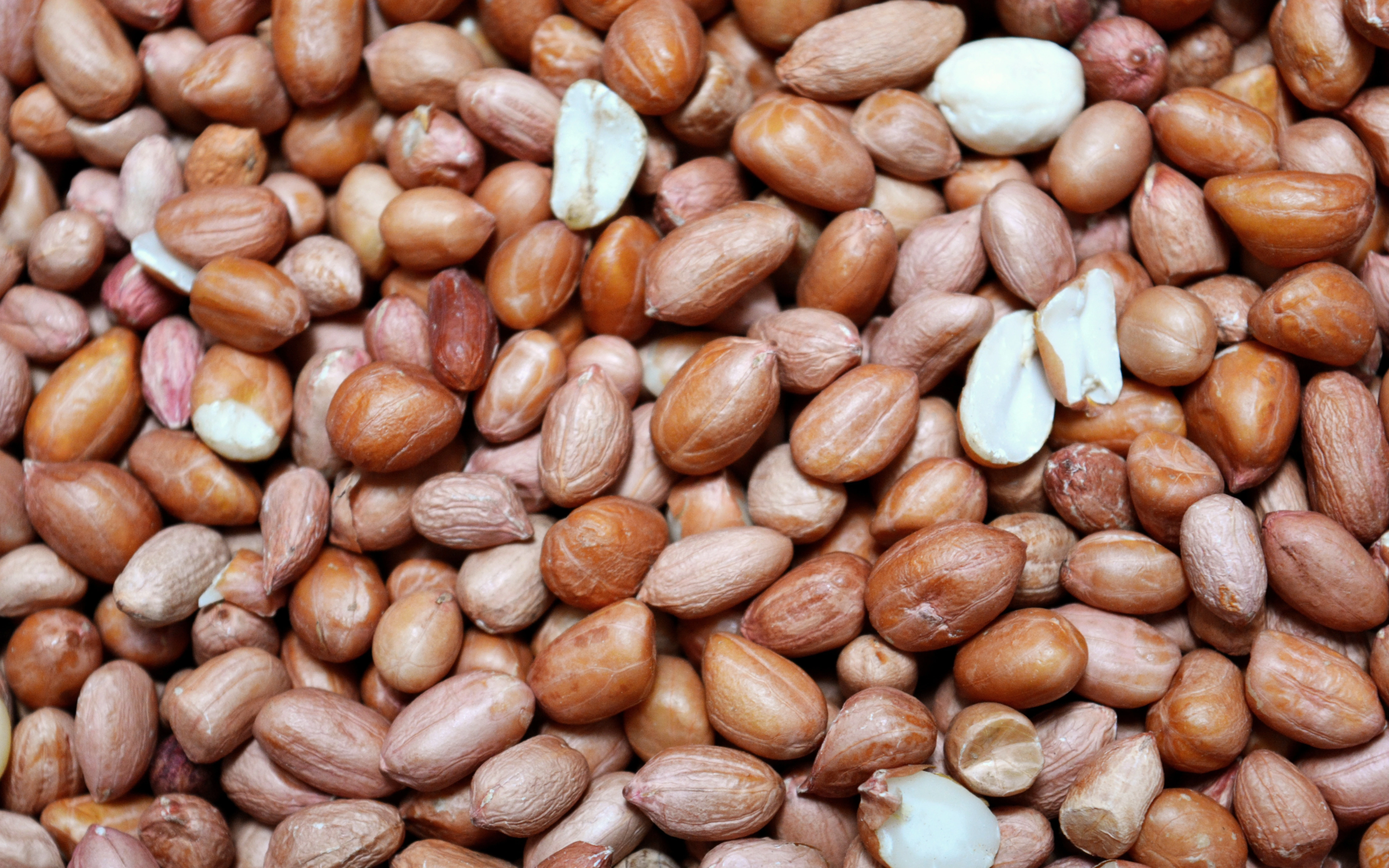 ICGV 15090/ Girnar 5 Peanuts